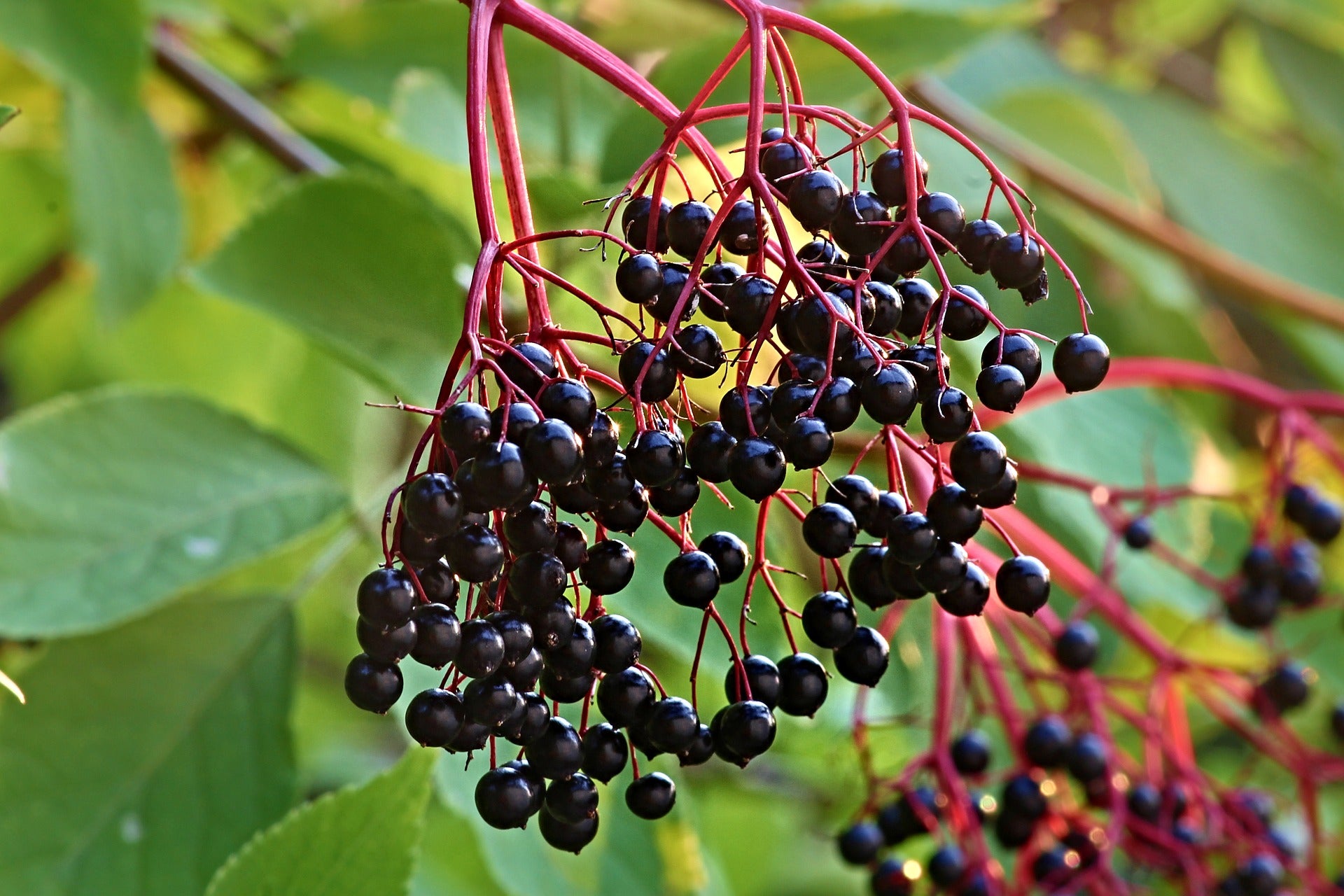 The Benefits Of Elderberry Honibe