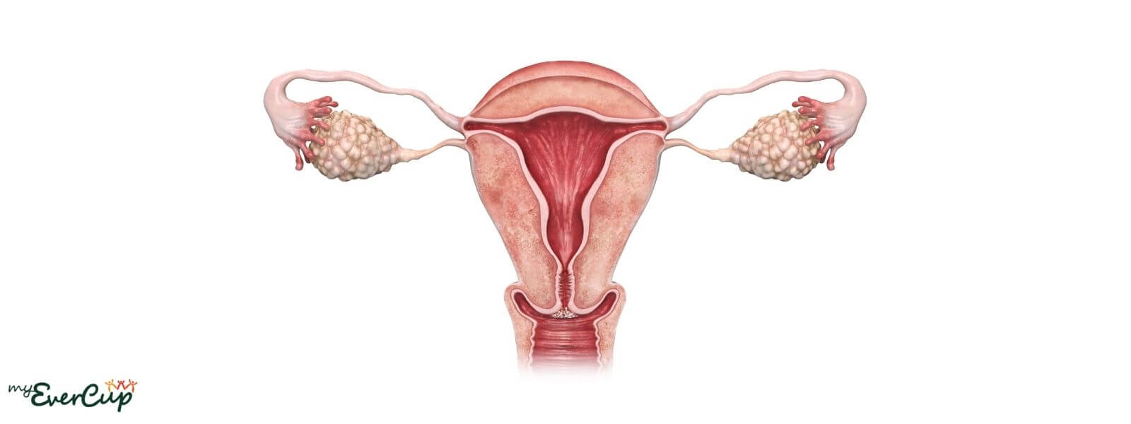 pms symptoms affect the uterus
