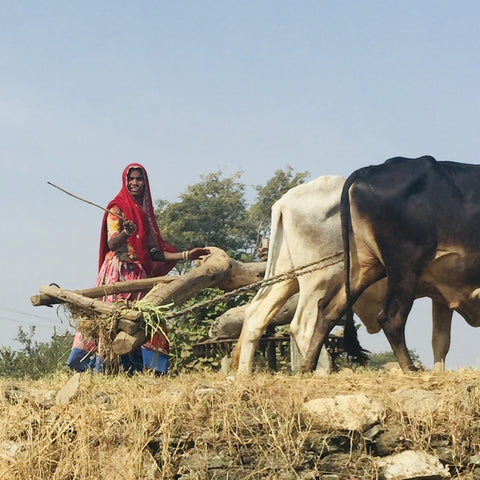 Indian Woman pumping water