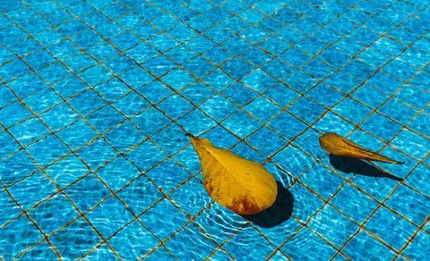 Leaf in the pool