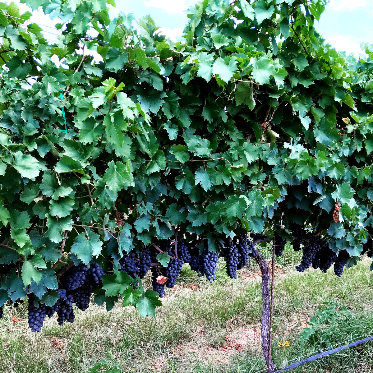 Mencia Grapes