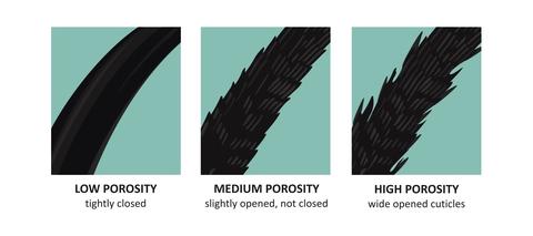 Medium Porosity Hair