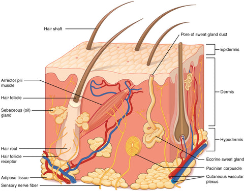 skin and hair under skin diagram and components
