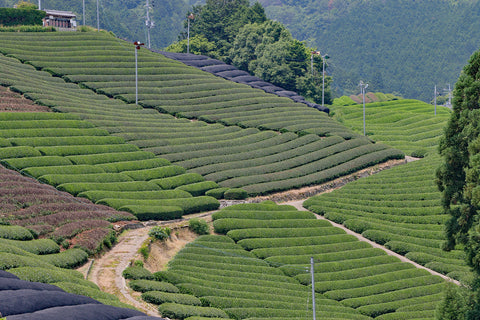 Tea Plantation in Kyoto