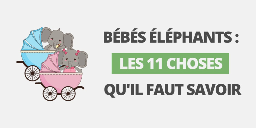 Bebes Elephants Les 11 Choses Qu Il Faut Savoir