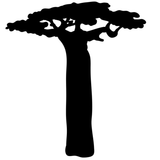 Baobab