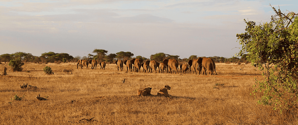 Alerte troupeau éléphant lion