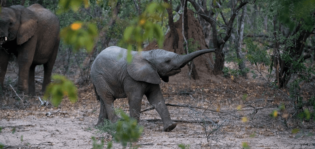 A propos de l'éléphant de forêt d'Afrique