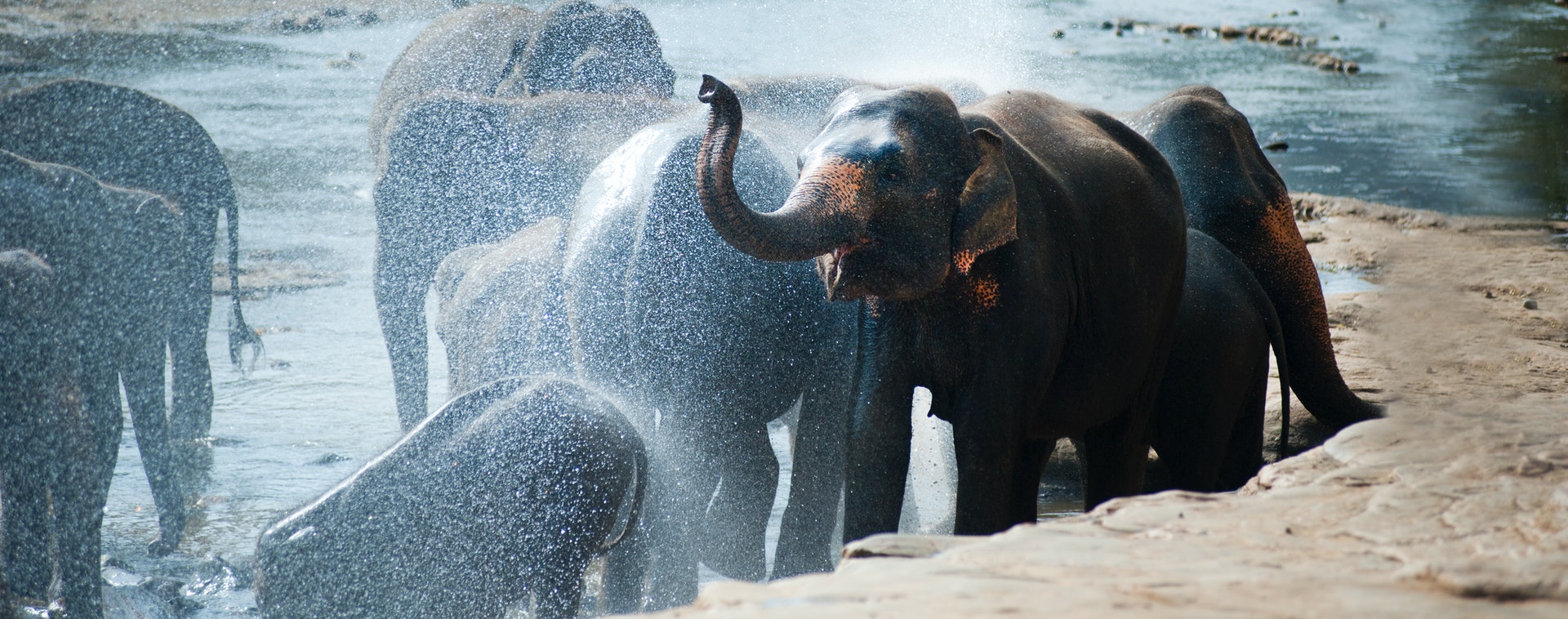 Ce que vous devez savoir sur les éléphants