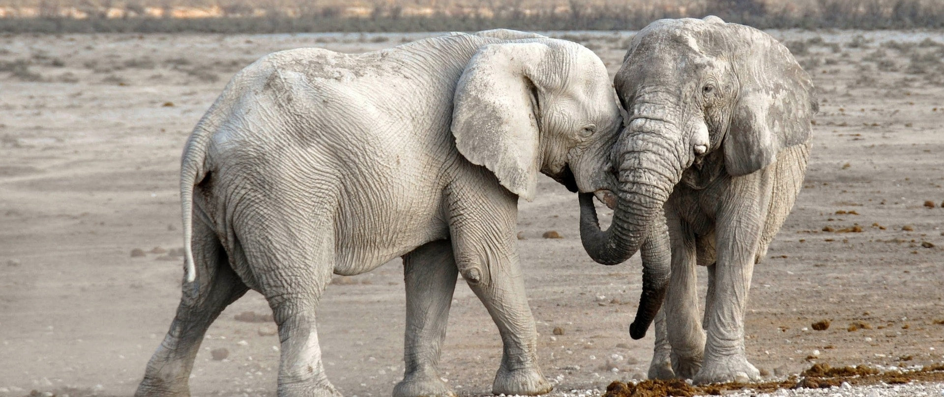 Communication des éléphants avec trompe