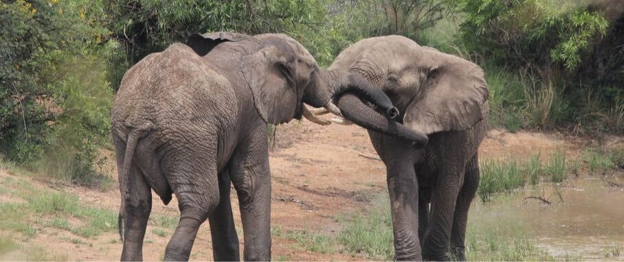 Éléphants qui frottent leur trompe