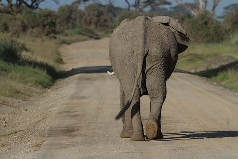 Marche d'un éléphant pendant 46 heures