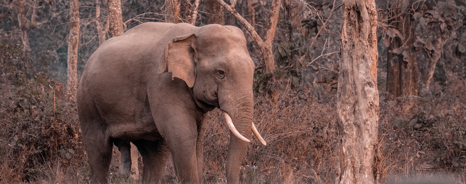 elephants d'asie