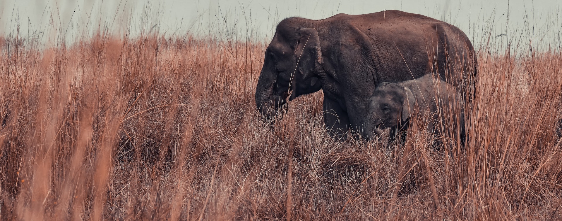 les bébés éléphant