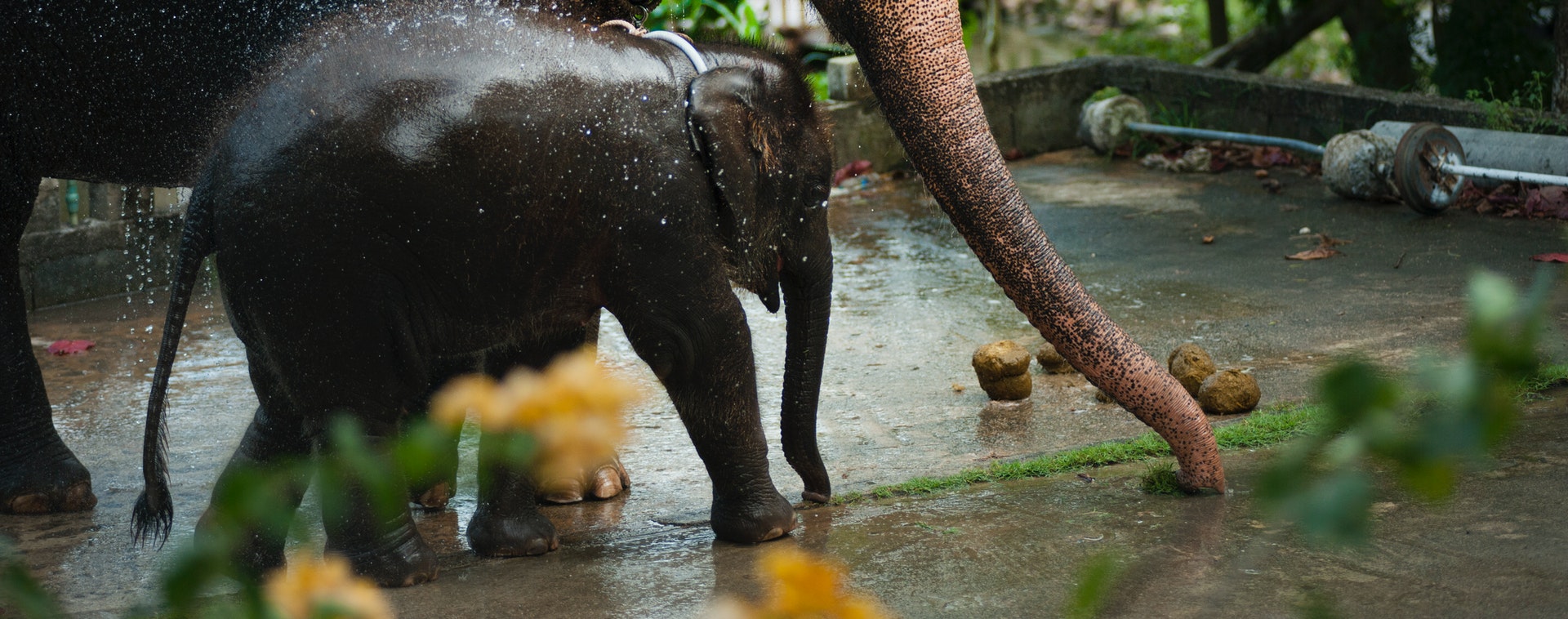 Un bébé éléphant passe 5 heures à pleurer après avoir été rejeté