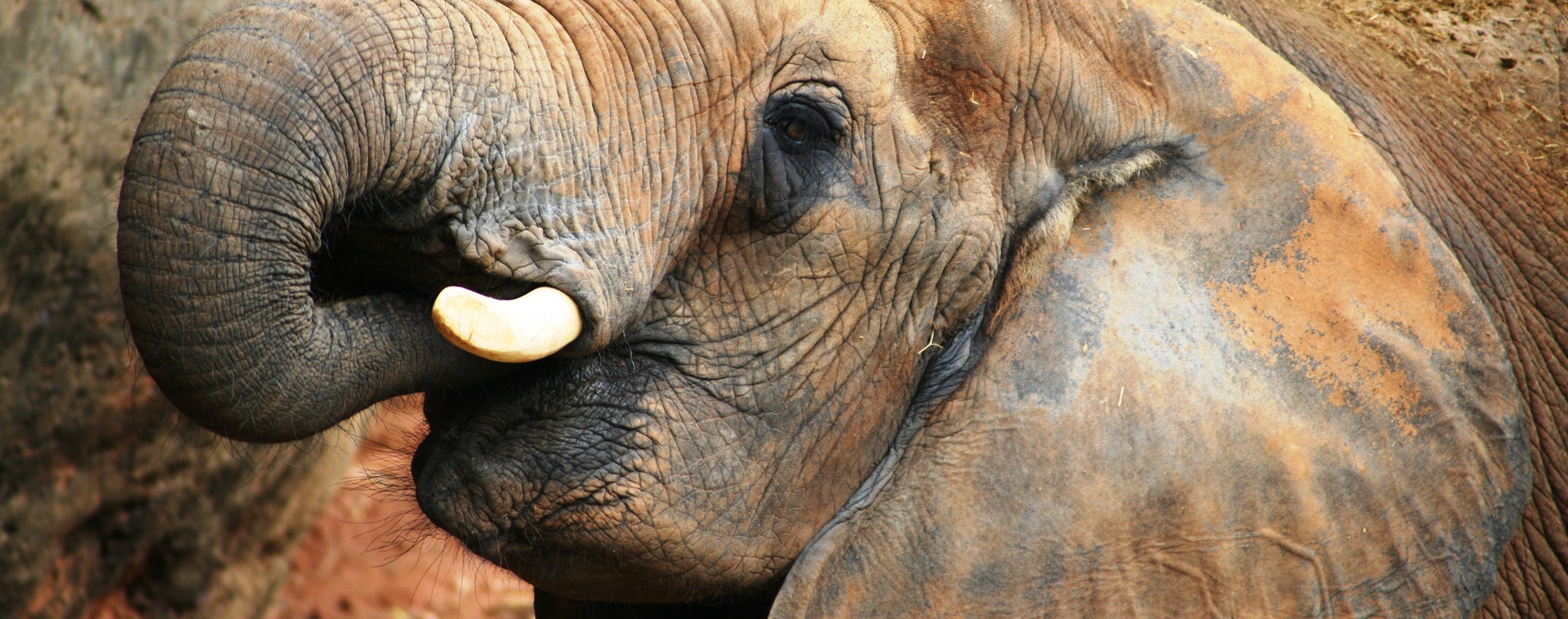 protéger les éléphants d'Afrique