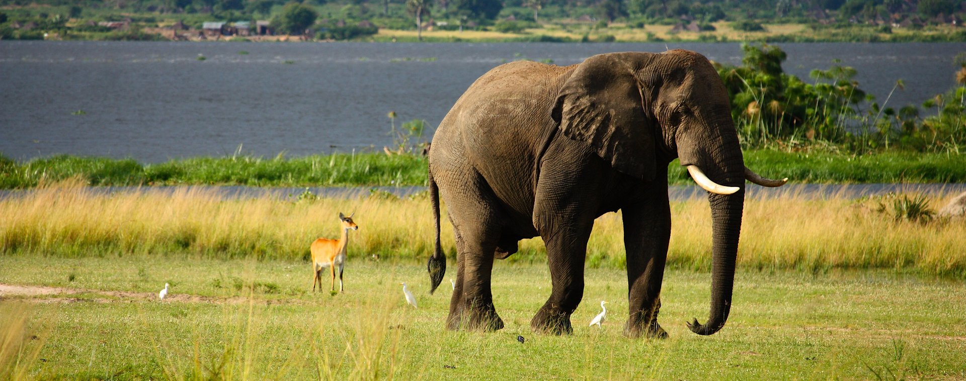 ivoire éléphant