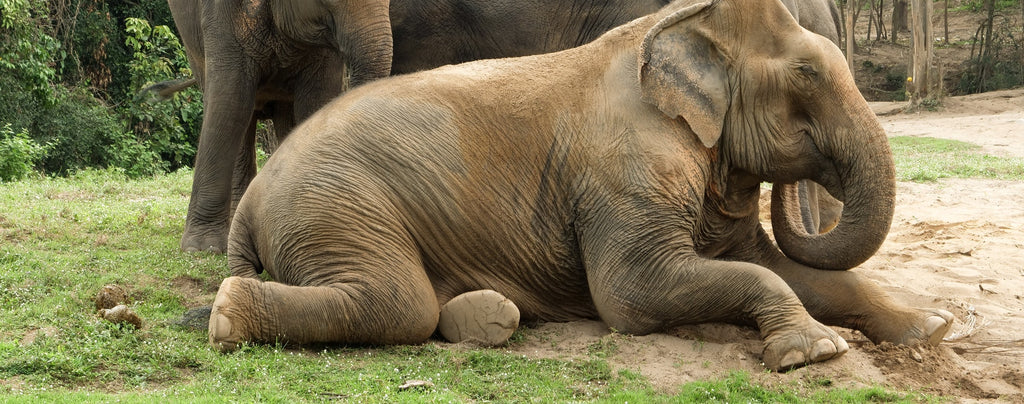 Les éléphants ont-ils vraiment une bonne mémoire ? - France Bleu