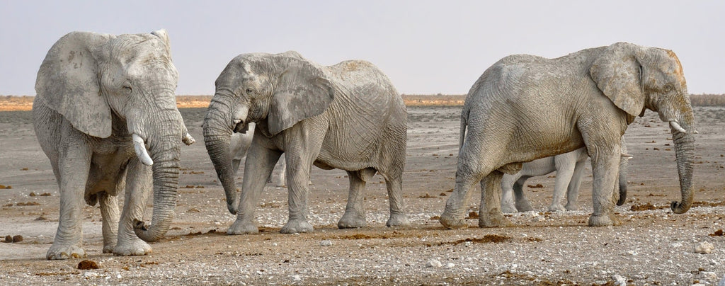 reproduction éléphants d'Afrique