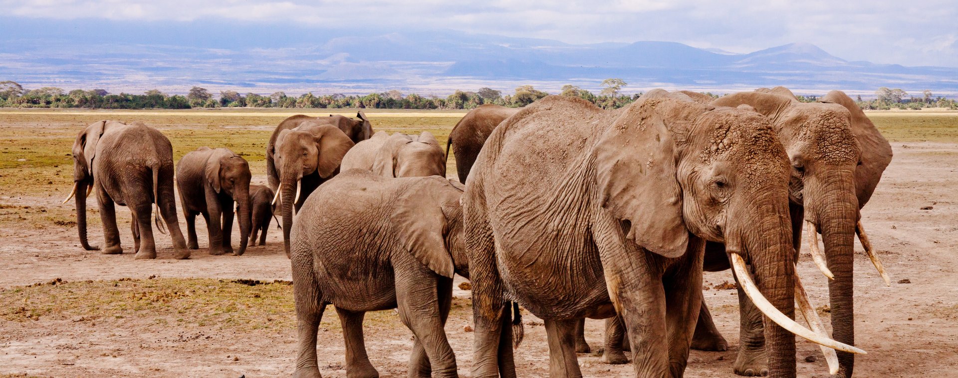 éléphant en troupeau afrique 