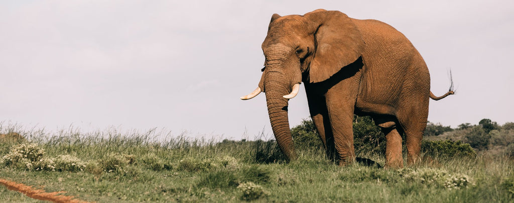 combien de temps vie un elephant