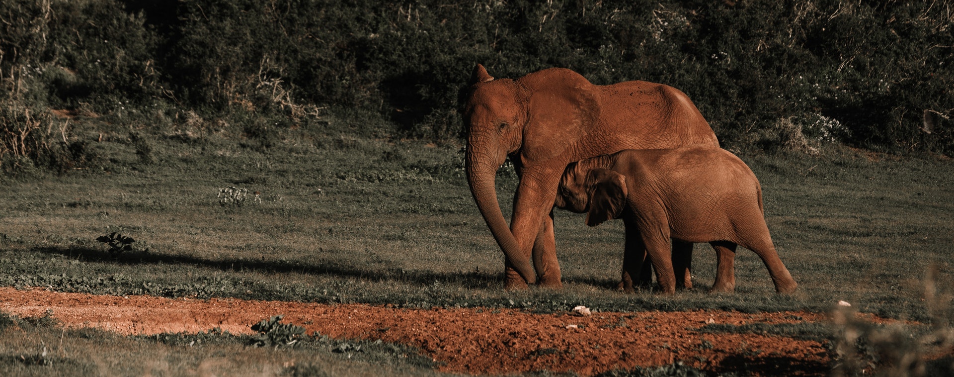 éléphant et son enfant