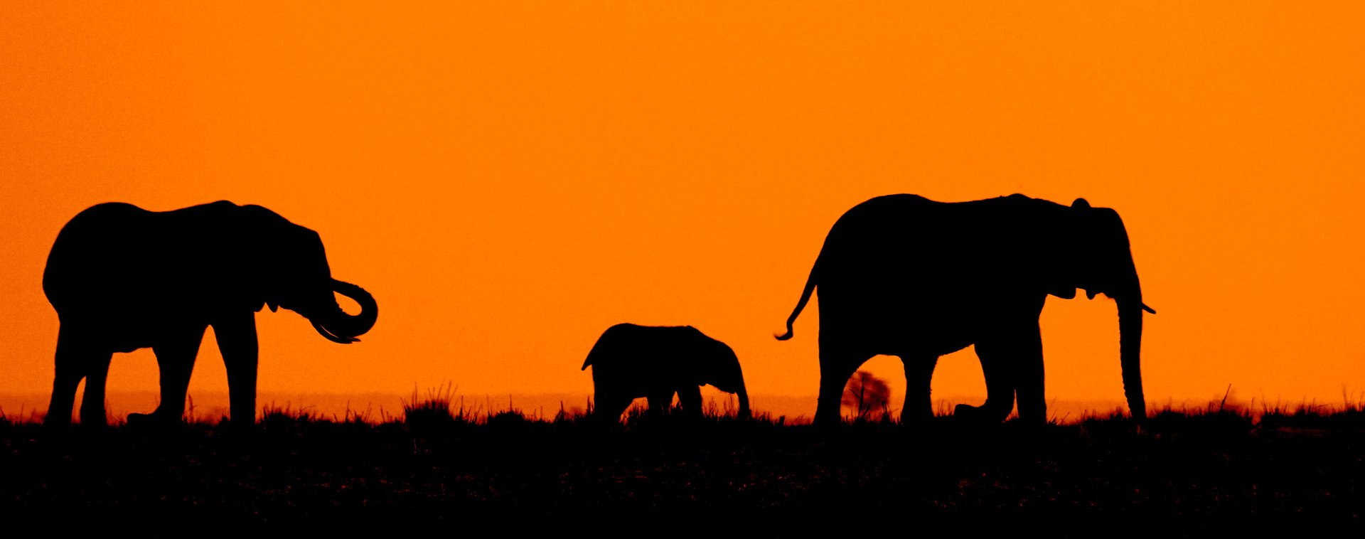 Un bébé éléphant passe 5 heures à pleurer après avoir été rejeté