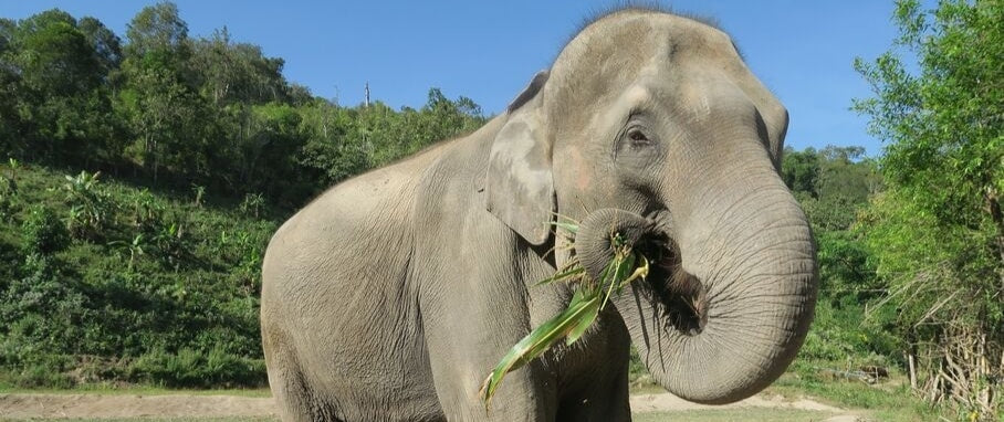 Que mangent les éléphant d'asie
