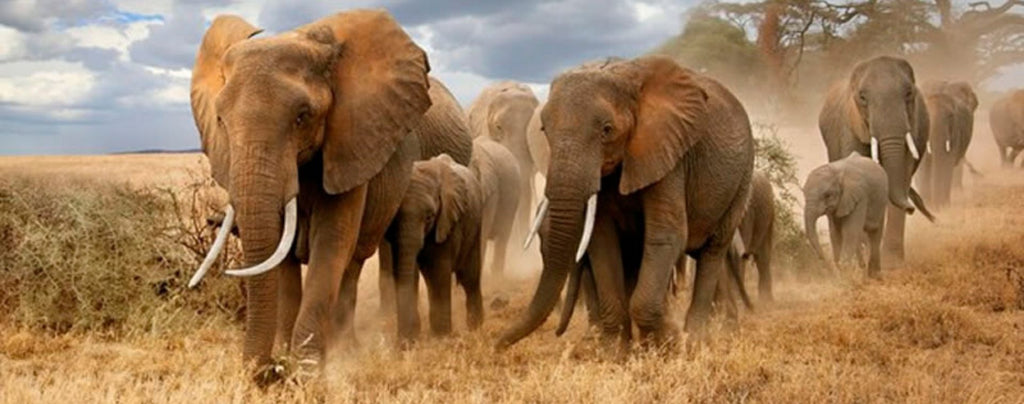 Vitesse éléphant d'afrique