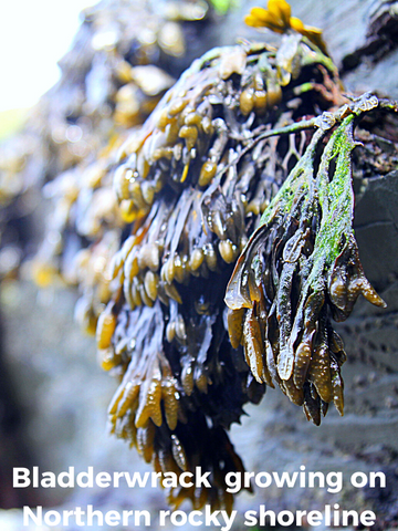 bladderwrack, sea moss, seamoss, irish sea moss