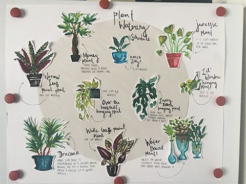 plant watering instructions