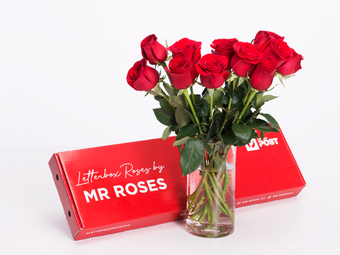long stem red roses from mr roses
