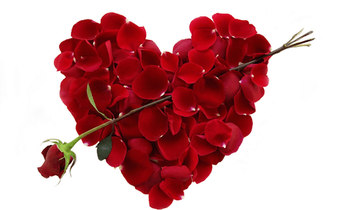 red rose petals in heart shape with one long stem red rose in the middle