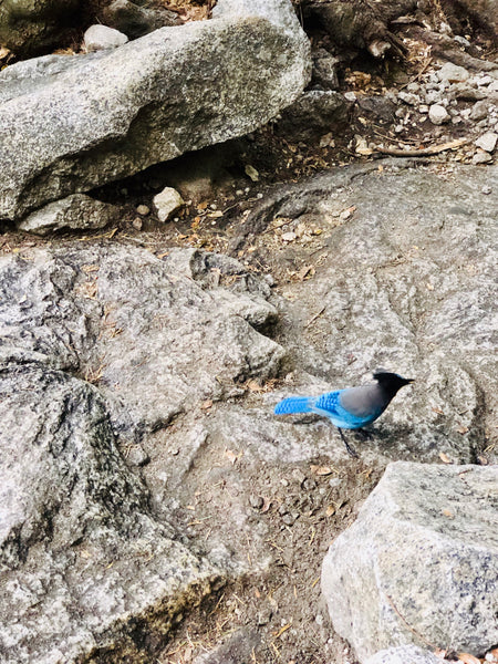 Hiking Yosemite-Camping-Hal Dome-Upper Yosemite Falls