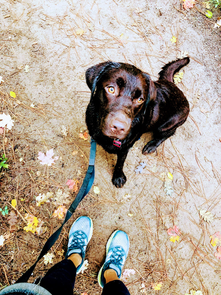 Wet chocolate lab puppy hiking in Sedona Arizona
