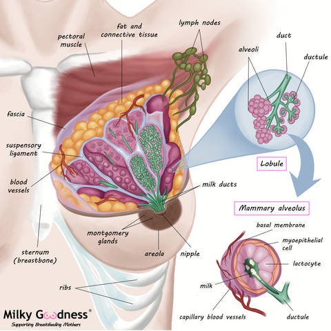 The anatomy of a lactating breast