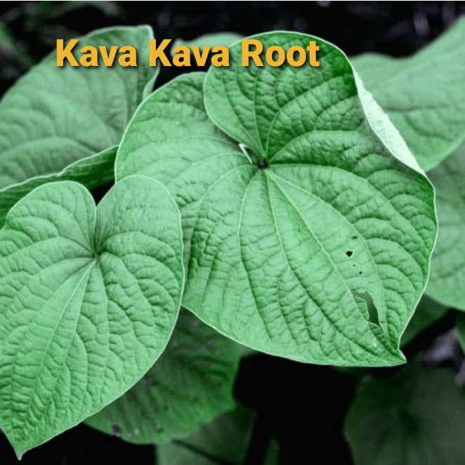 Kava Kava Root, Dried, C/S, – Ginger's Roots