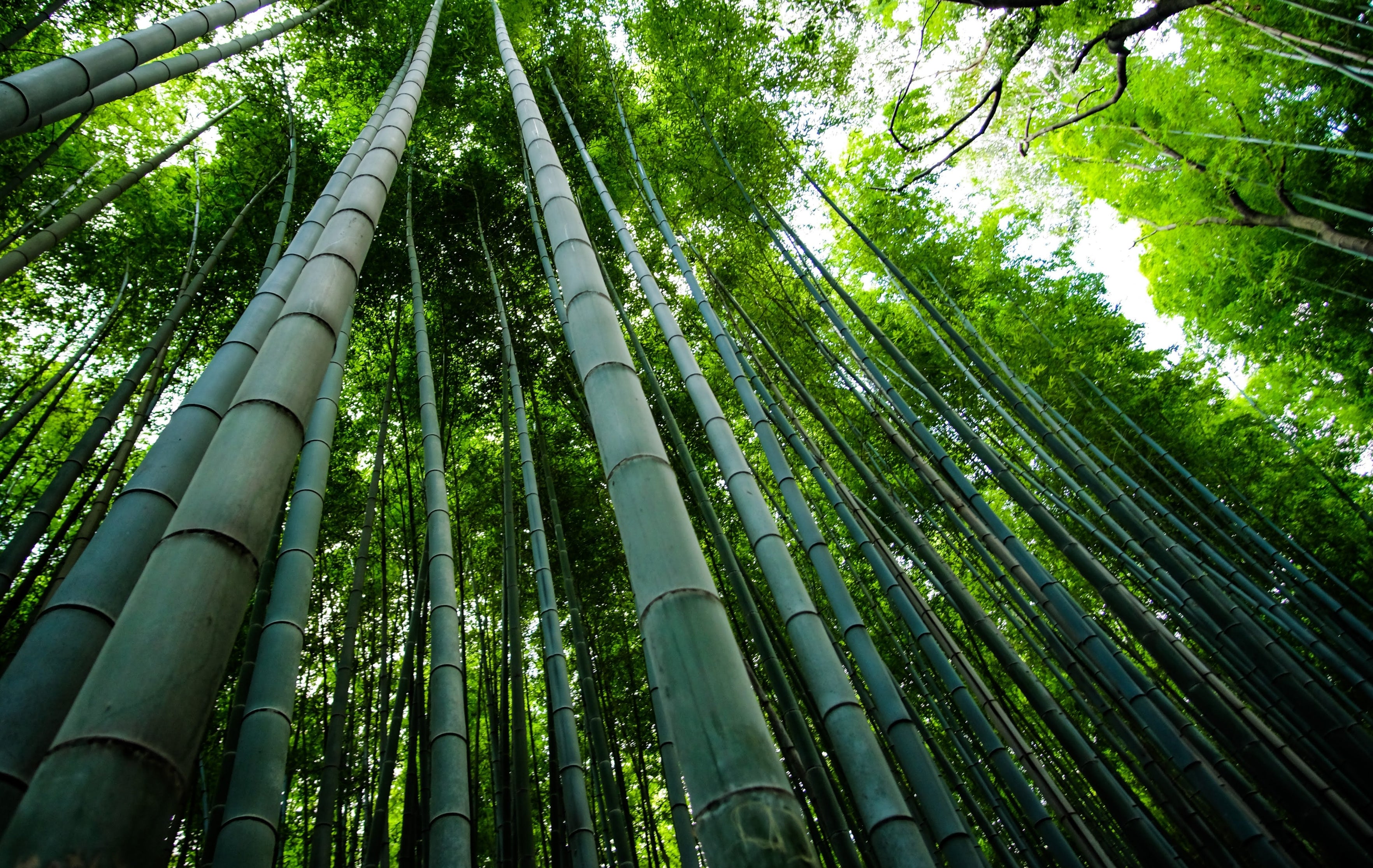 Image of bamboo