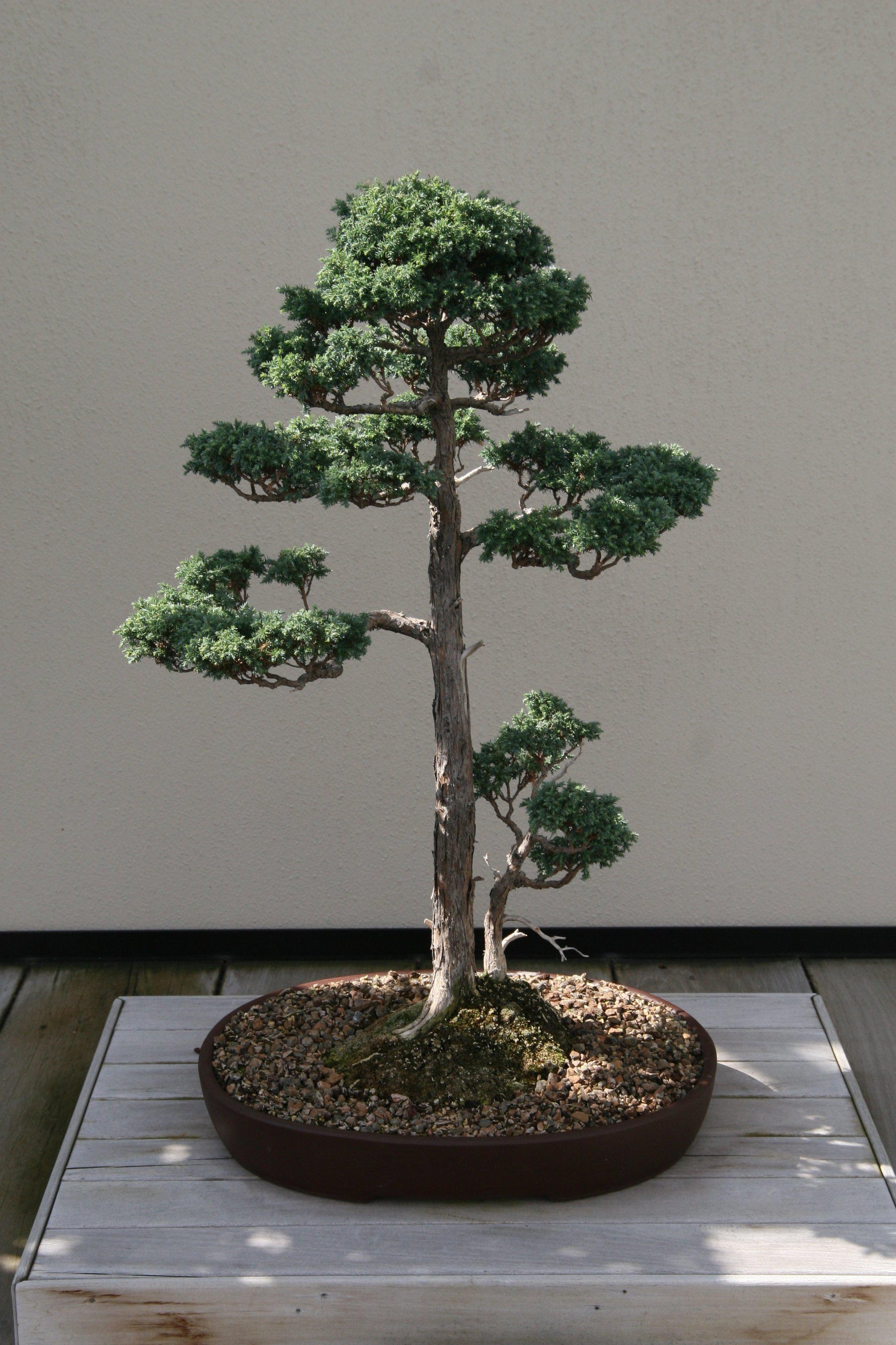 How To Care For Your Blue Moss Cypress Bonsai Tree Lmb