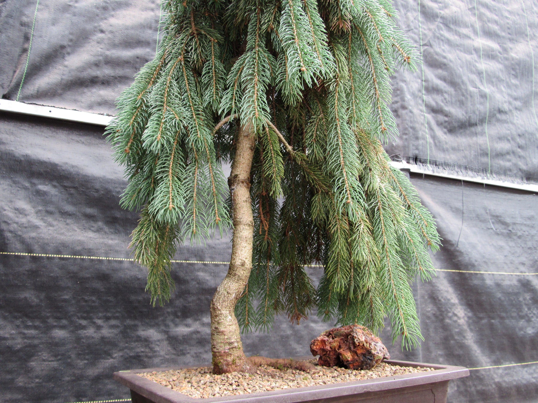How To Care For Your Dwarf Weeping Norway Spruce Bonsai Tree Lmb