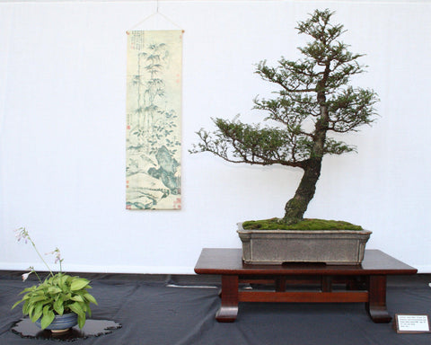 Slanting Bonsai Tree