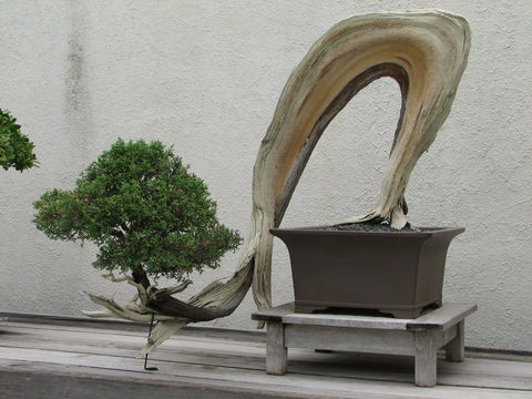 Literati Bonsai Tree