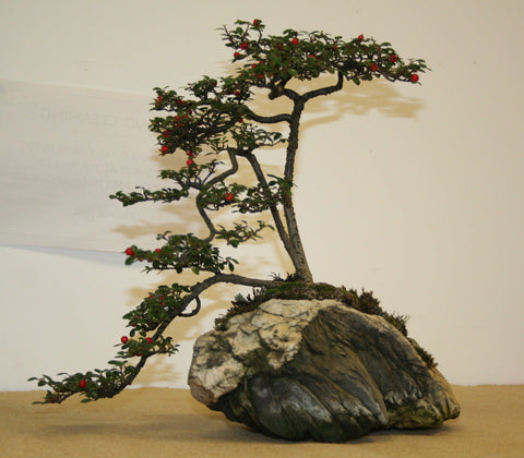 Root Over Rock Bonsai Tree