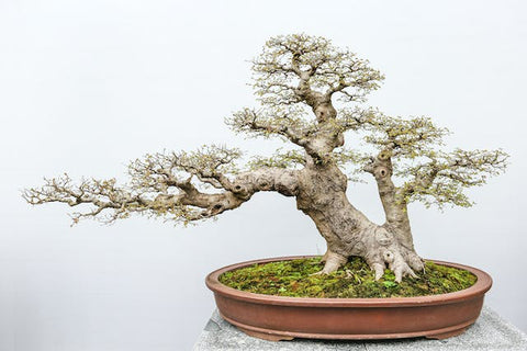 Safely repotting your bonsai tree