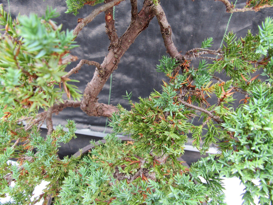57 Year Old Coiled Trunk Juniper Specimen Bonsai Tree Foliage