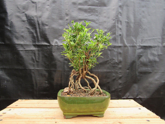 Indoor Bonsai Trees achats avantageux sur