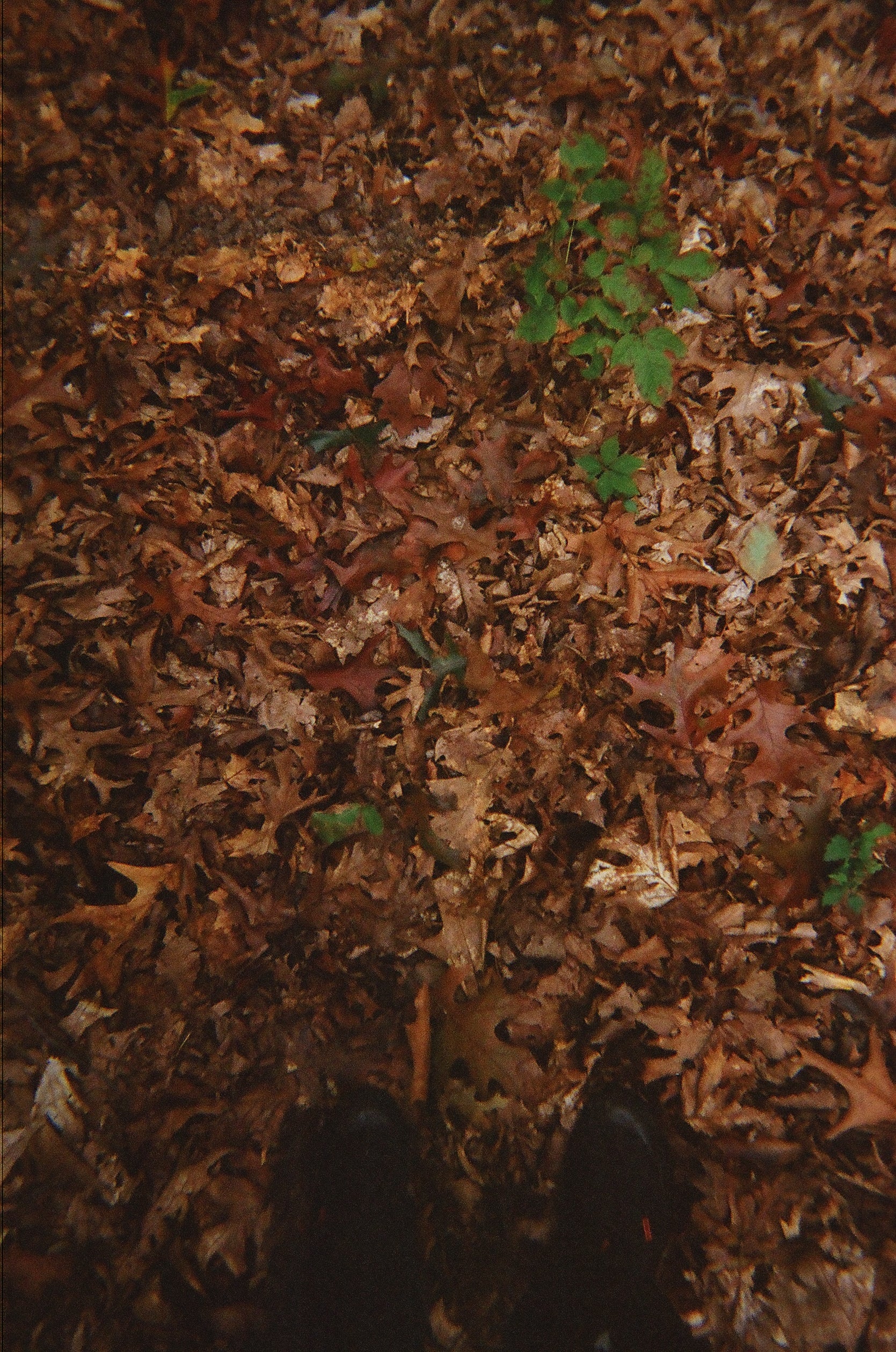 Black sneakers surrounded by orange leaves