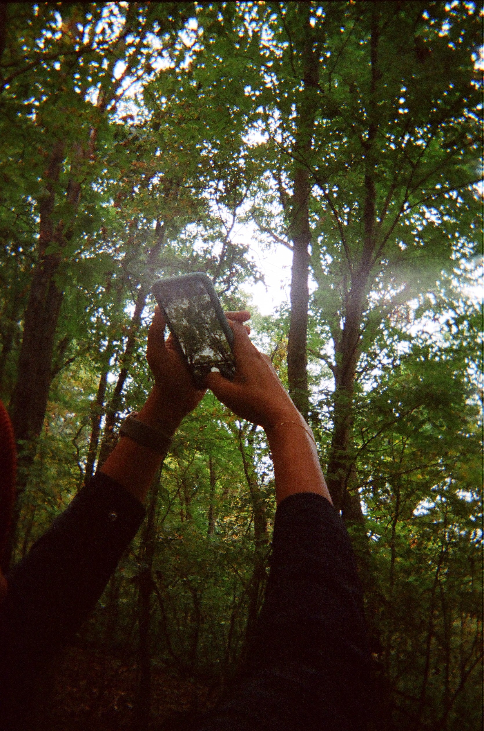 Hands hold an iphone as it takes a photo of a canopy of trees