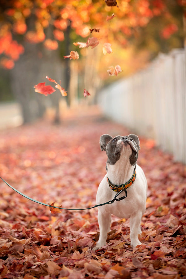 Fall Leaves Dog Leash 1