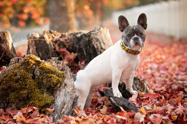 Fall Leaves Dog Leash 1